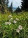 006_z kveteny_Jarmanka väčšia_Astrantia major