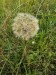015_Kozia brada lúčna_Tragopogon pratensis
