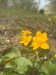 017_Záružlie močiarne_Caltha palustris