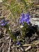 012_Horčinka horská_Polygala amara