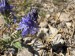 003_Veronika rozprestrená_Veronica prostrata