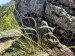 005_Kavyľ drsnosteblový_Stipa pennata_pri kameni