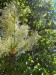 009_Jaseň mannový_Fraxinus ornus