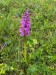 019_Vstavač mužský_Orchis mascula