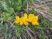 021_Ľadovec rožkatý_Lotus corniculatus