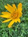 008_z kveteny_ Kamzičník Rakúsky_Doronicum austriacum