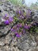 011_Kvetena na vrchole_Dušovka alpínska_Clinopodium alpinum