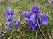 051_ alpínsky_Campanula alpina_13_46