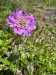 028_IMG_1014_Hlaváč lesný_Scabiosa lucida