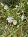 058_IMG_1086_Hviezdica trávovitá_Stellaria graminea